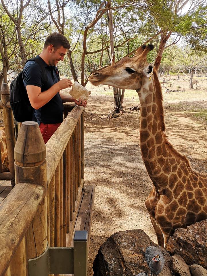 hranind girafe, griafa in mediul antural, parc de aventura casela, mauritius